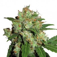 U K Cheesy Express A U T O Feminised Cannabis Seeds