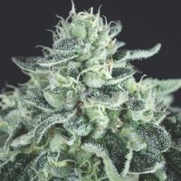 U S A  R A N G E  Gelato  Feminised  Cannabis  Seeds