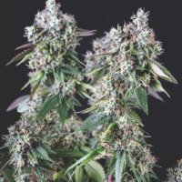 U S A  R A N G E  Mendocino  Purple  Kush  Feminised  Cannabis  Seeds