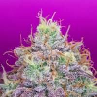 Watermelon  Zkittles  Feminised  Cannabis  Seeds