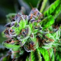 Watermelon  Zkittlez  Feminised  Cannabis  Seeds
