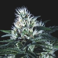 Wembley  F A S T  Feminised  Cannabis  Seeds