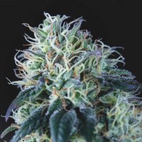 Wembley  Regular  Cannabis  Seeds