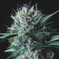 Wembley  X  Mendocino  L I M I T E D  E D I T I O N  Gold  Line  Feminised  Cannabis  Seeds