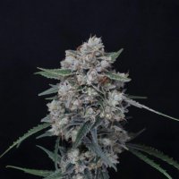 Whipped  Runtz  Feminised  Cannabis  Seeds