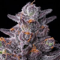 Zillions  Feminised  Cannabis  Seeds