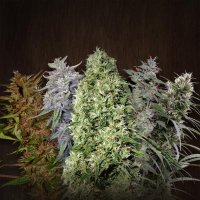 Ace  Mix  Feminised  Cannabis  Seeds 0