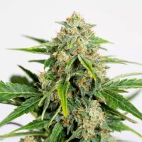 Amnesia Cbd Pure Auto Flowering Cannabis Seeds