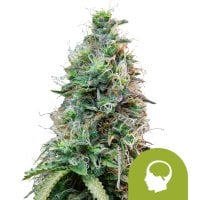 Amnesia  Haze  Automatic  Feminised  Cannabis  Seeds