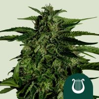 Apollo F1 Auto Flowering Cannabis Seeds