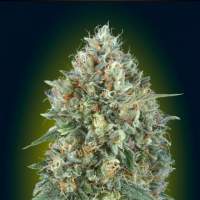 Auto  Gelato 33