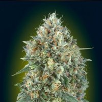 Auto  Gelato 33