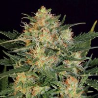 Russian Fuel Autoflowering Feminised Seeds