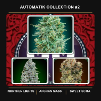 Automatik  Collection 2  Feminised  Auto  Flowering  Cannabis  Seeds