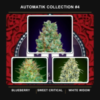 Automatik  Collection 4  Auto  Feminised  Auto  Flowering  Cannabis  Seeds