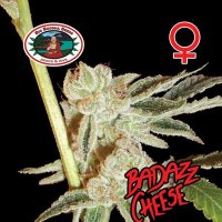 Badazz  Cheese  Feminised  Cannabis  Seeds