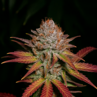 Bighead  Cannabis  Seeds  Classic  Line  Grapefruit  Diesel