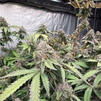 Biscotti  Gelato  Auto  Feminised  Cannabis  Seeds