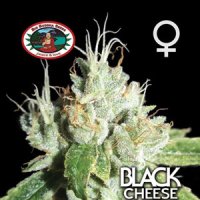 Black  Cheese  Feminised  Cannabis  Seeds