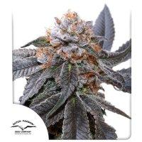 Blue  Zushi  Feminised  Cannabis  Seeds