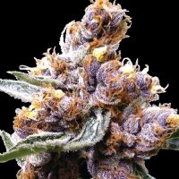 Blueberry Bud Regular Cannabis Seeds