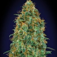 Blueberry  Fast  Feminised  Cannabis  Seeds
