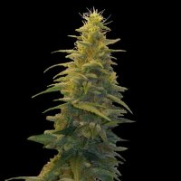 Blueberry  Gum 2  G13  Labs