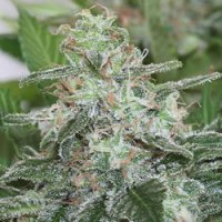 Brains Choice Feminised Seeds