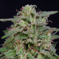 Breadnbutter  Line  White  Widow  Feminised  Cannabis  Seeds