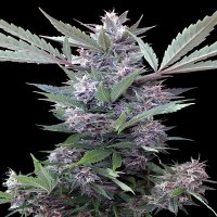 Bubba  Kush  X  Pck  Feminised  Cannabis  Seeds