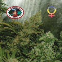 Bubble  Cheese  Feminised  Cannabis  Seeds