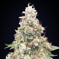 California  Kush  Fast  Feminised  Cannabis  Seeds