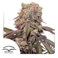 Candy  Bubatz  Xl  Auto  Flowering  Cannabis  Seeds