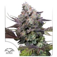 Candy  Bubatz  Xl  Feminised  Cannabis  Seeds