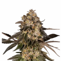 Cbd  Critical  Mass  Feminised  Cannabis  Seeds