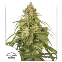 Cbd  Victory  Auto  Flowering  Cannabis  Seeds