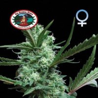 Cheesus  Feminised  Cannabis  Seeds