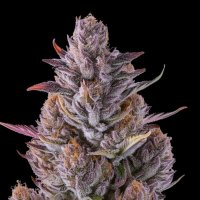 Cherry  Guava  Cannabis  Seeds