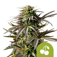 Cherry  Pie  Auto  Feminised  Cannabis  Seeds