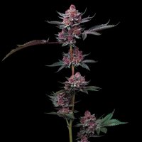Cherry  Poppers  Feminised  Cannabis  Seeds