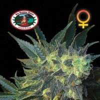 Chiesel  Feminsied  Cannabis  Seeds
