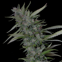 Classic  Line  Bruce  Banner 3