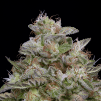 Classic  Line  Do  Si  Dos  Feminised  Cannabis  Seeds