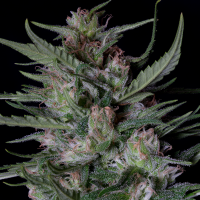 Classic  Line  Dogstar  Dawg  Auto  Flowering  Cannabis  Seeds