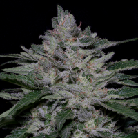Classic  Line  Fire  Og  Kush  Feminised  Cannabis  Seeds