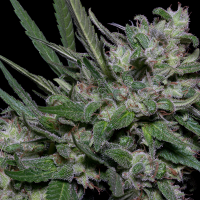 Classic  Line  Girl  Scout  Cookies  Feminised  Cannabis  Seeds