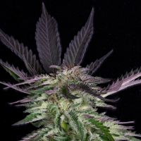 Classic  Line  Grandaddy  Purple  Feminised  Cannabis  Seeds
