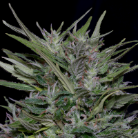 Classic  Line  Purple  Punch  Feminised  Cannabis  Seeds