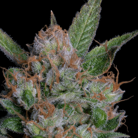 Classic  Line  Sour  Diesel  Feminised  Cannabis  Seeds
