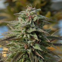 Classic  Line  Trippy  Gorilla  Auto  Flowering  Cannabis  Seeds